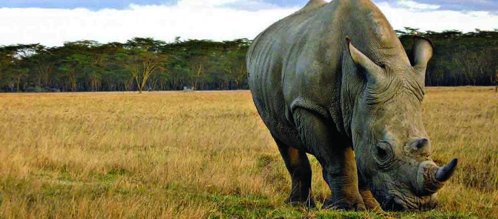 World Rhino Day : there are now just 4,800 black rhino individuals left in the wild-UN ENVIRONMENT