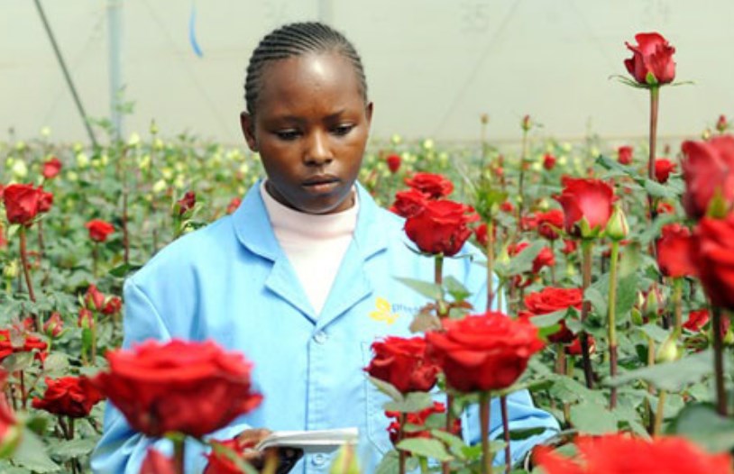 New green technology to help Kenya ‘s flowers